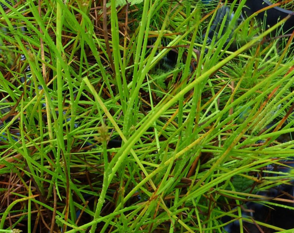 Juncus phaeocephalus var. phaeocephalus (Brown-Headed Rush) - Native ...