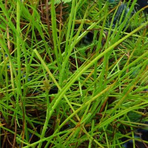 Juncus phaeocephalus var. phaeocephalus