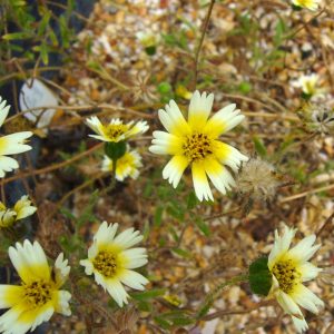 Layia gaillardioides