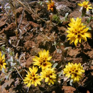 Lessingia tenuis