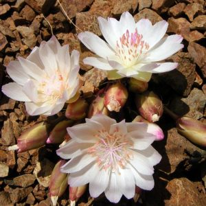 Lewisia rediviva