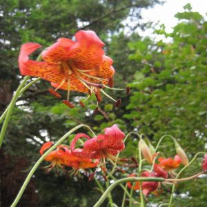 Lilium pardalinum subsp. pardalinum