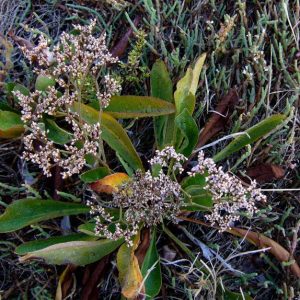 Limonium californicum
