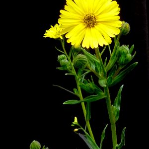 Madia elegans