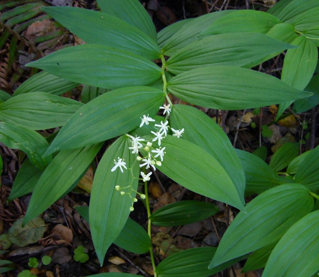 Maianthemum racemosum (False Soloman's Seal) - Native Here Nursery