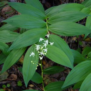 Maianthemum racemosum