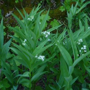 Maianthemum stellatum