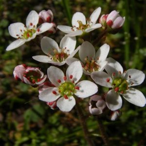 Micranthes californica