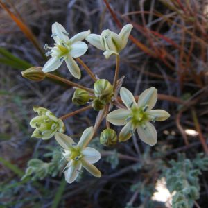 Muilla maritima