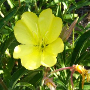 Oenothera elata subsp. hookeri