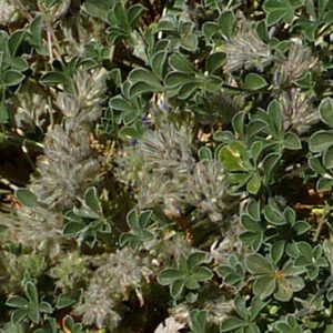 Pediomelum californicum