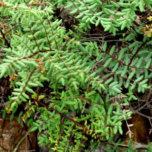 Pellaea mucronata var. mucronata