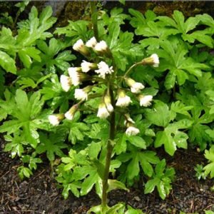 Petasites frigidus var. palmatus
