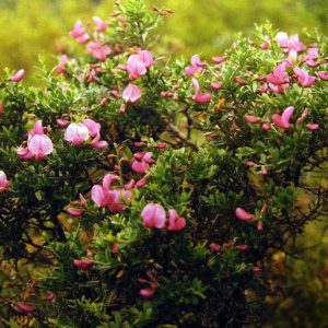 Pickeringia montana var. montana
