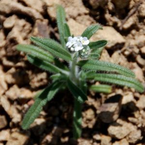 Plagiobothrys nothofulvus
