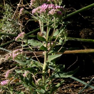 Pluchea odorata var. odorata