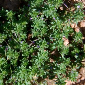 Pogogyne serpylloides