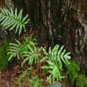 Polypodium scouleri