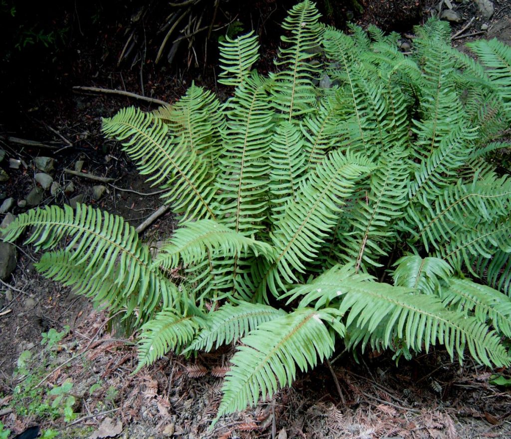 Polystichum imbricans subsp. imbricans (Narrowleaf Sword Fern) - Native ...