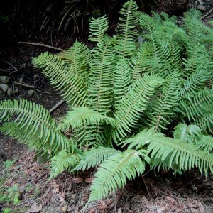 Polystichum imbricans subsp. imbricans