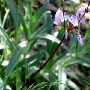 Primula hendersonii