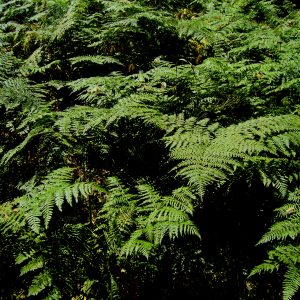 Pteridium aquilinum var. pubescens