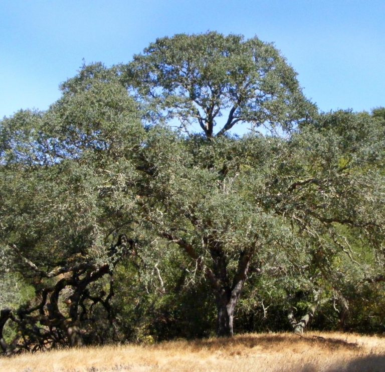 Quercus douglasii (Blue Oak) - Native Here Nursery