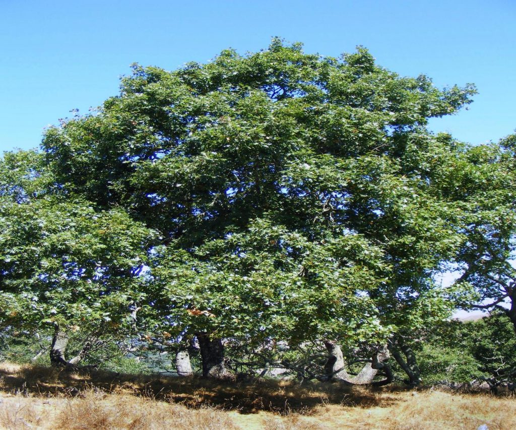 Quercus kelloggii (California Black Oak) Native Here Nursery