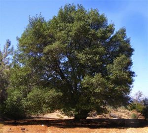 Quercus wislizeni var. wislizeni (Interior Live Oak) - Native Here Nursery