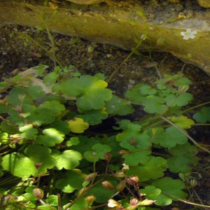Romanzoffia californica