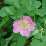 Rosa californica