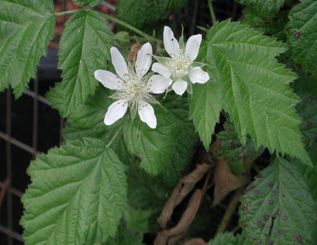 Rubus Ursinus (California Blackberry) - Native Here Nursery