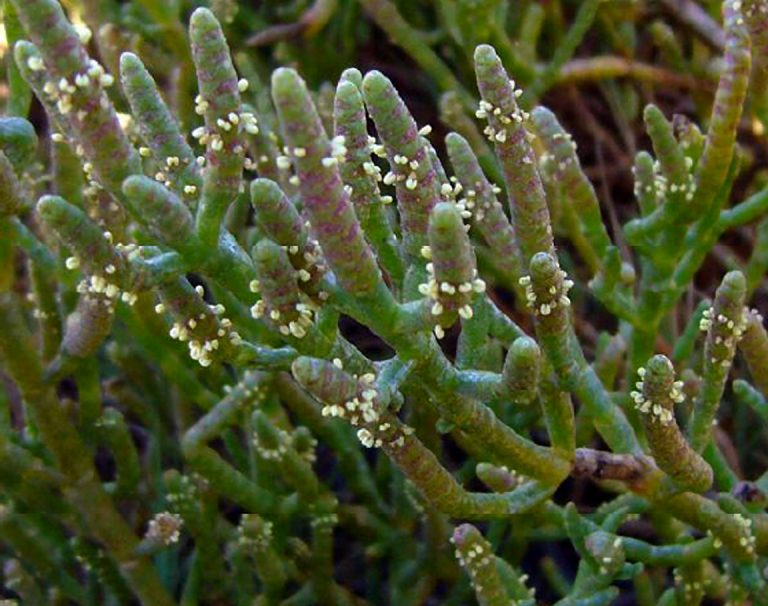 Salicornia pacifica (Pickleweed) - Native Here Nursery