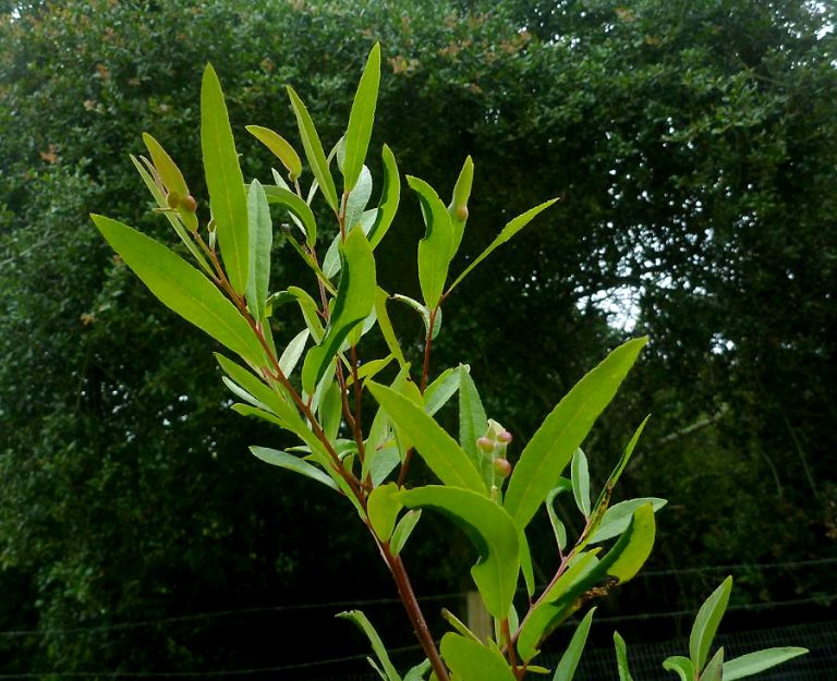Salix gooddingii (Goodding'S Black Willow) Native Here Nursery
