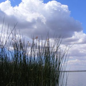 Schoenoplectus californicus