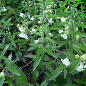 Scutellaria californica