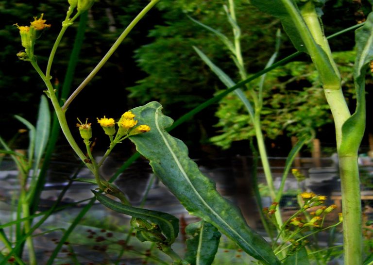 Water Ragwort Senecio hydrophilus (Water Ragwort) - Native Here Nursery