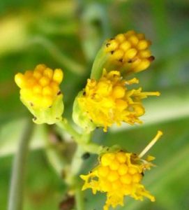 Water Ragwort Senecio hydrophilus (Water Ragwort) - Native Here Nursery