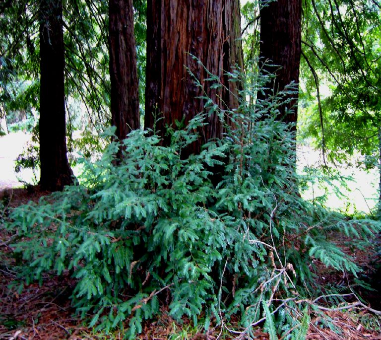 Sequoia Sempervirens Coast Redwood Native Here Nursery 1009