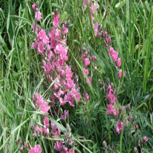 Sidalcea malviflora subsp. malviflora