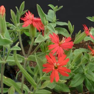 Silene laciniata subsp. californica
