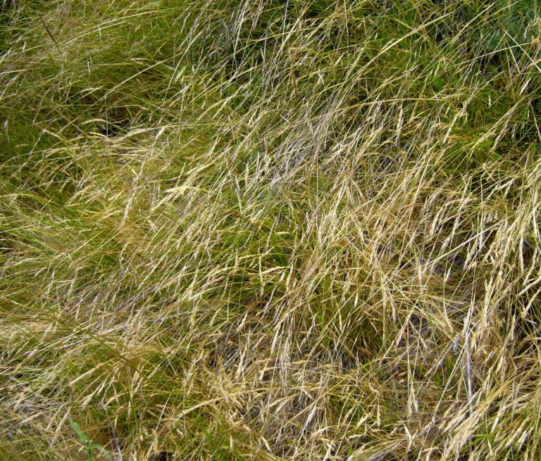 Stipa lepida (Foothill Needlegrass) - Native Here Nursery