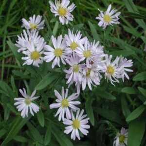 Symphyotrichum chilense