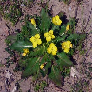 Taraxia ovata