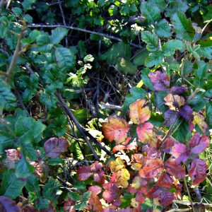 Toxicodendron diversilobum