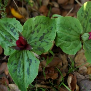 Trillium chloropetalum