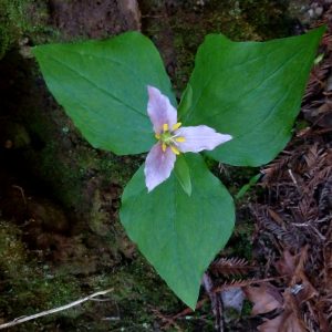 Trillium ovatum subsp. ovatum