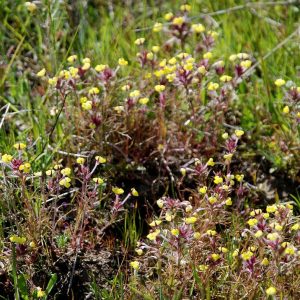 Triphysaria eriantha subsp. eriantha