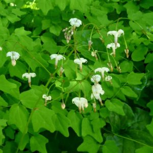 Vancouveria planipetala