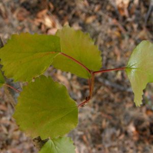 Viburnum ellipticum